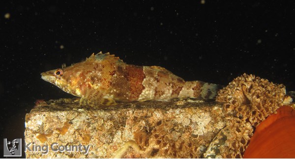 Photo of Oxylebius pictus